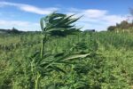 Plants et champ de cannabis devant des bâtiments au loin