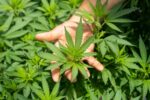 Récolte du cannabis avec une main sur un plan CBD