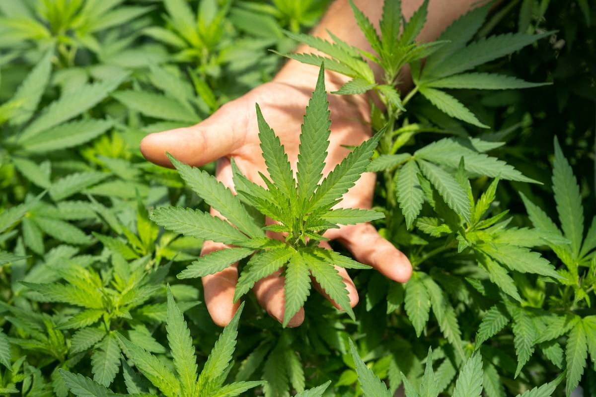 Récolte du cannabis avec une main sur un plan CBD
