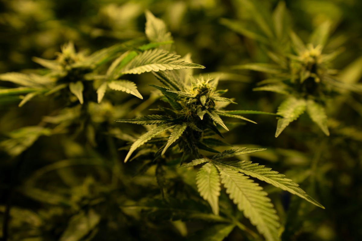 Zoom sur des têtes de cannabis produite du CBD