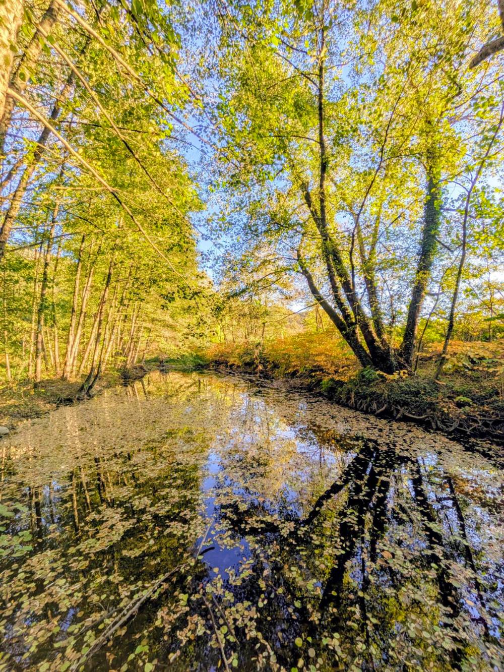 des arbres au bord d'une lône de l'Ardèche, un bras de rivière variant au gré des crues se reflètent dans l'eau où les premières feuilles d'automne tombent