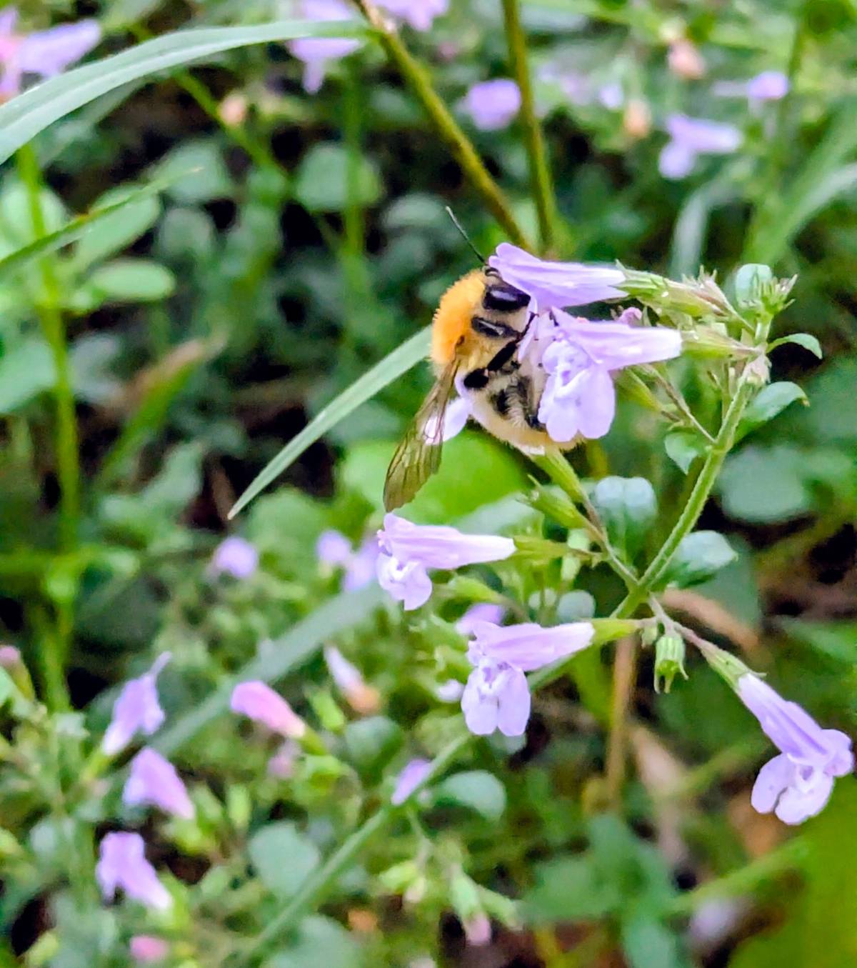 Un bourdon butine une fleur dans un écosystème préservé