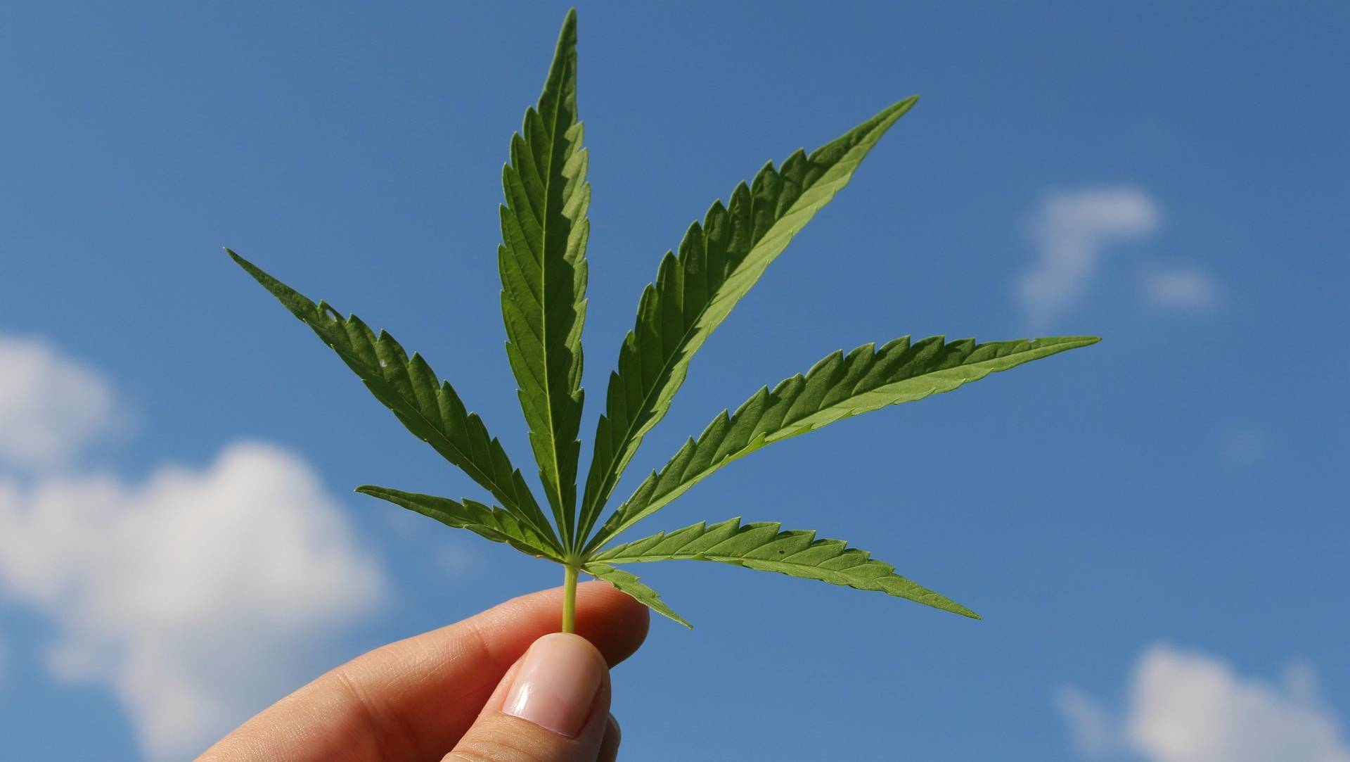 Feuille de cannabis dans une un main avec le ciel bleu en toile de fond