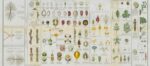 Flore médicale, iconographie végétale / Gallica