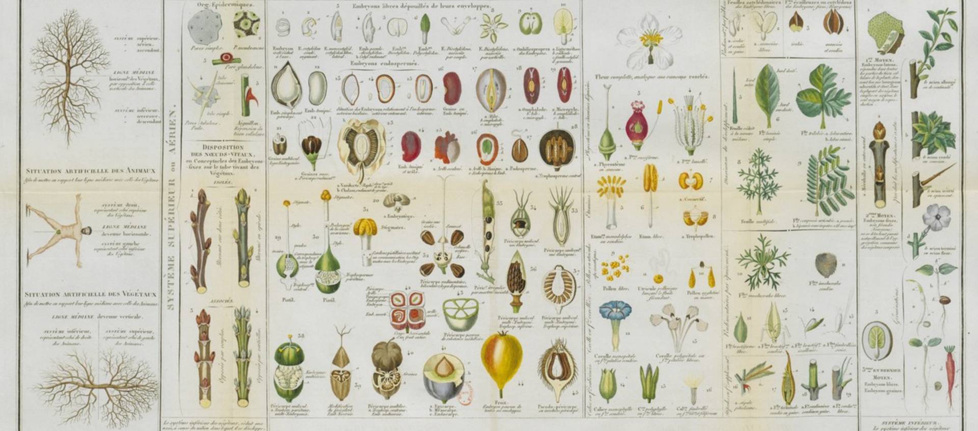 Flore médicale, iconographie végétale / Gallica