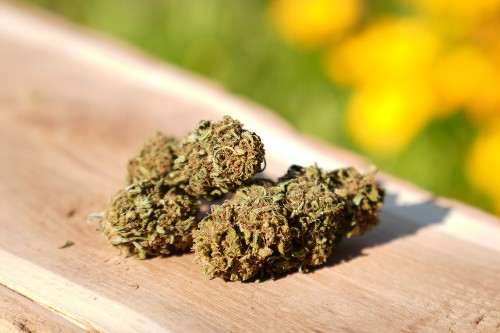 CBD Reine Orangine bio produit en Ardèche et en pleine terre