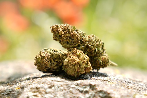 CBD strawberry bio produit en Ardèche et en pleine terre